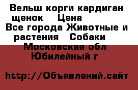 Вельш корги кардиган щенок  › Цена ­ 35 000 - Все города Животные и растения » Собаки   . Московская обл.,Юбилейный г.